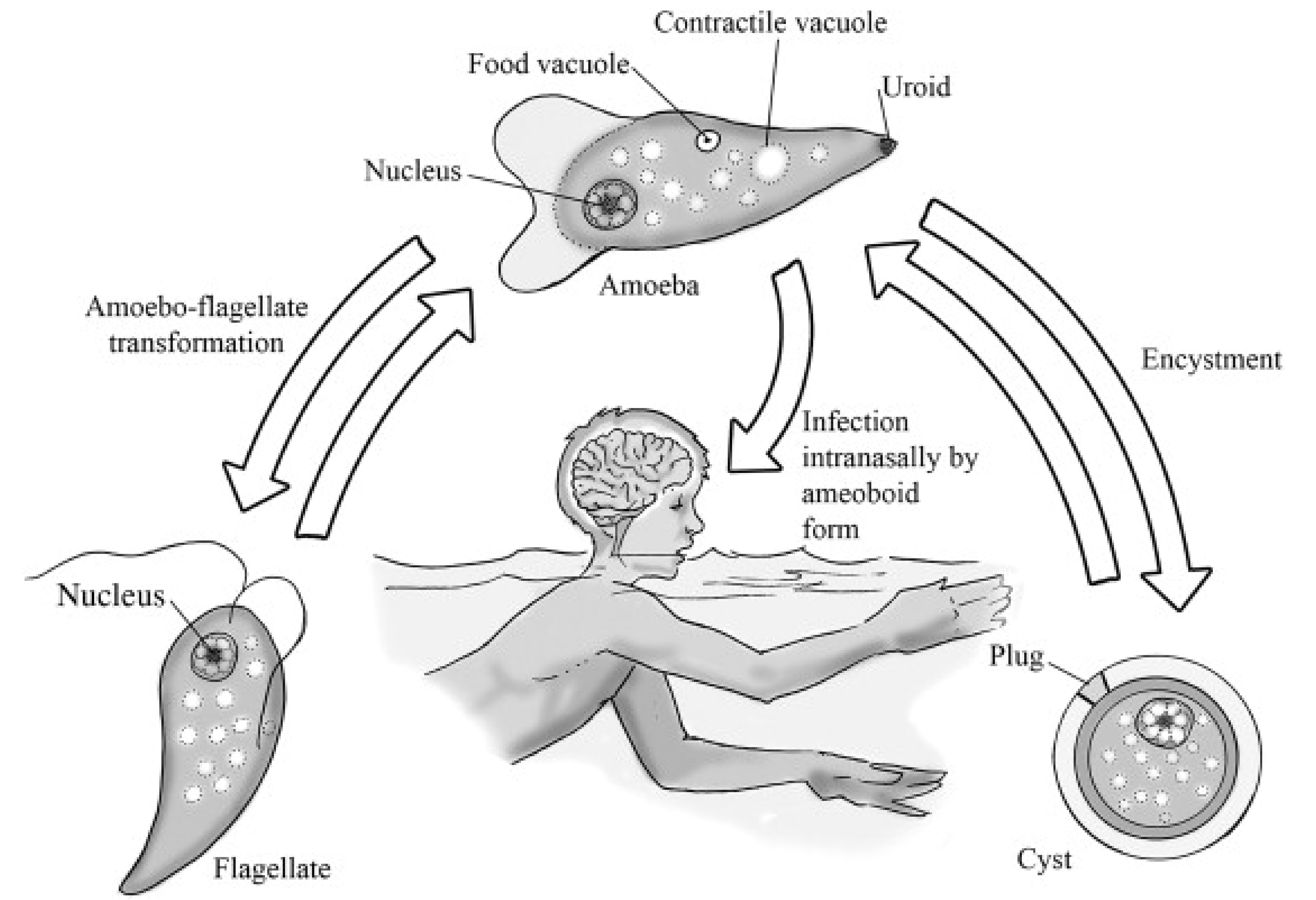Brain-Eating Amoeba: Symptoms, Diagnosis, Treatment, and Prevention