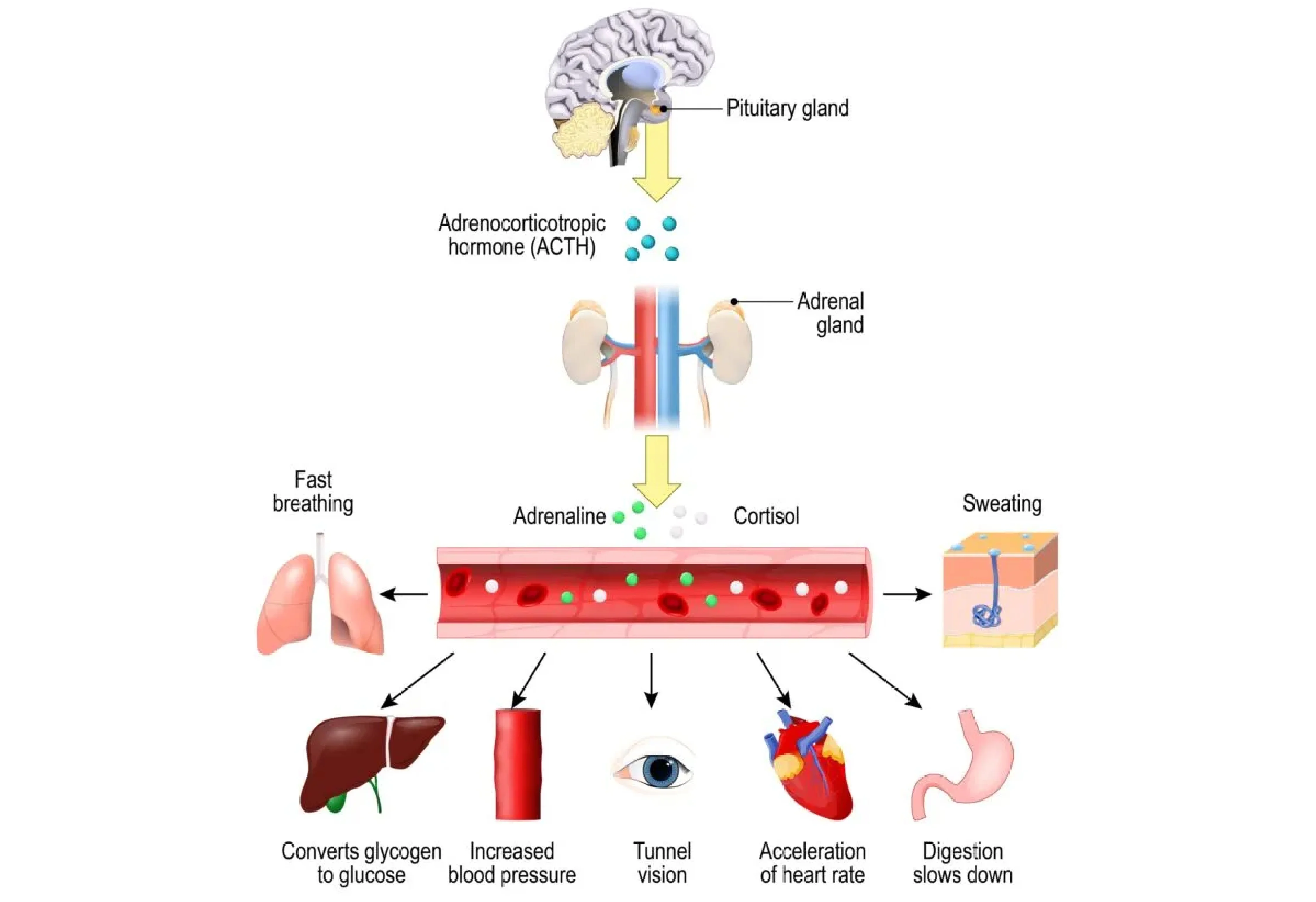 Stress In Brain How Stress Affects Brain Health